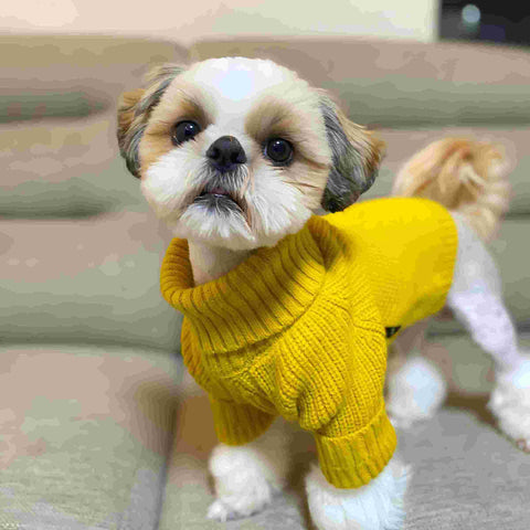 Shih Tzu in a warm sweater