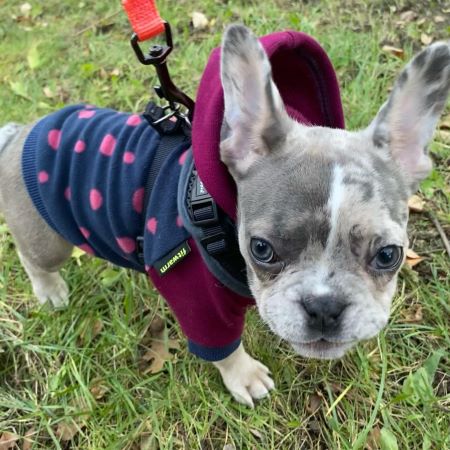 French Bulldog in polka dot hoodie