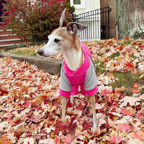 Italian Greyhound in pink dog bodysuit