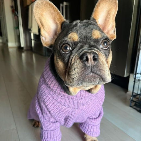 French Bulldog in knitted turtleneck sweater