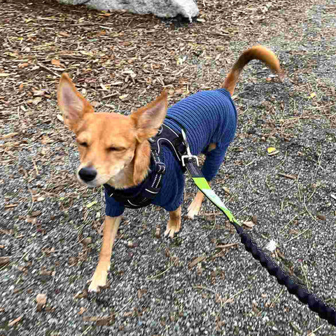 Dog enjoying outdoors in thermal dog clothes
