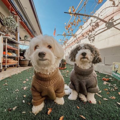 Turtleneck Dog Sweaters - Dog Clothes - Fitwarm