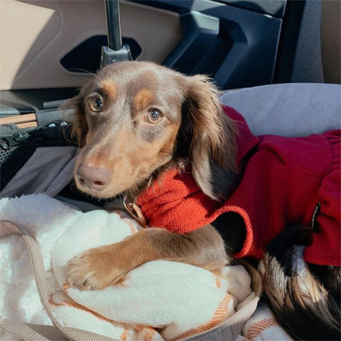 Fleece Dog Hooded Dresses