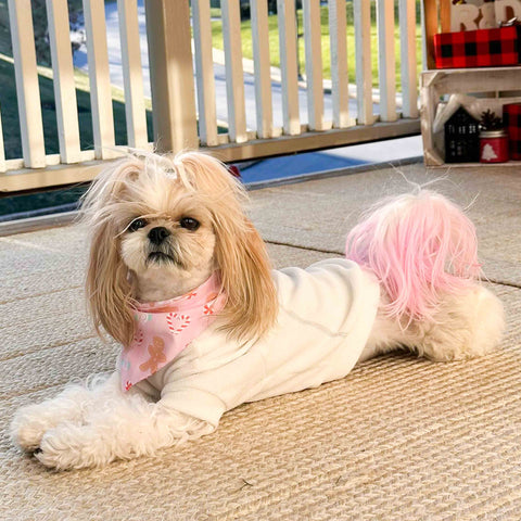 Shih Tzu in a cozy sweater