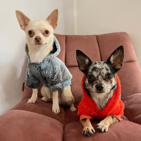 Chihuahuas in warm hoodies