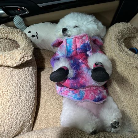 Bichon Frisé - Winter Dog Coats - Fitwarm