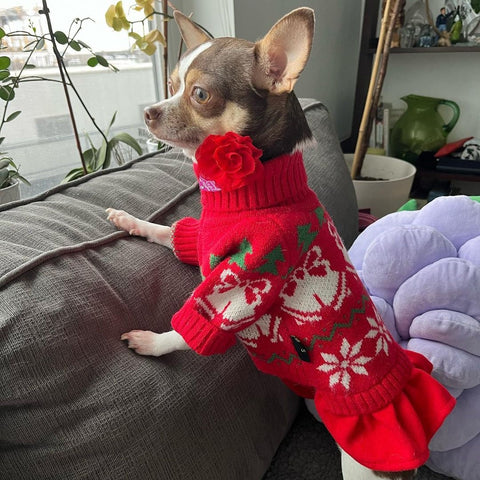 Chihuahua Getting Ready for Christmas