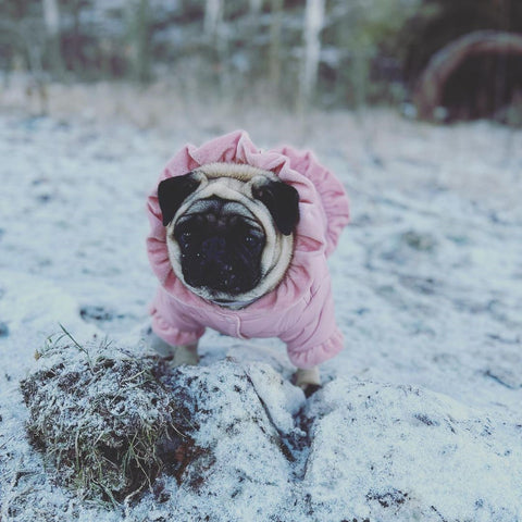 Pug Having Fun in Snow with a Thermal Coat
