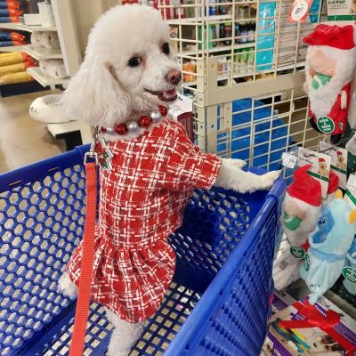 Poodle Haircuts - Puppy Cut - Poodle Dress - Fitwarm