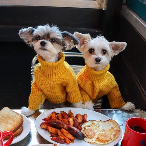 Dog Thanksgiving Outfit - Turtleneck Knitted Dog Sweater - Fitwarm