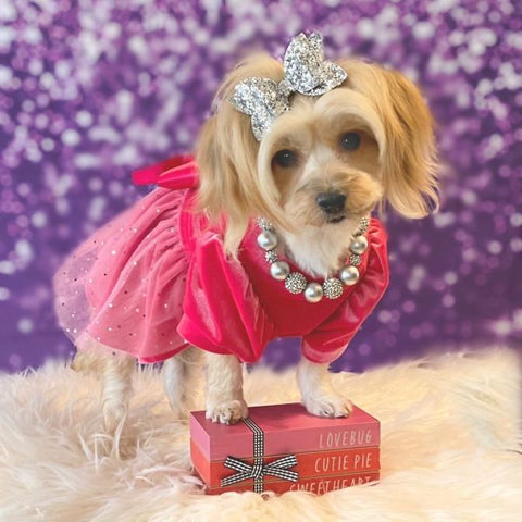 Morkie in stunning dog dresses