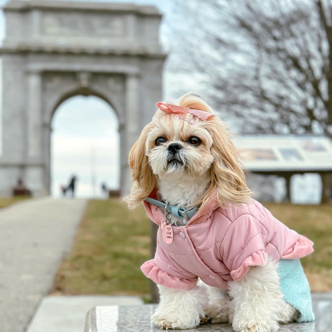 Shih Tzu in a warm coat
