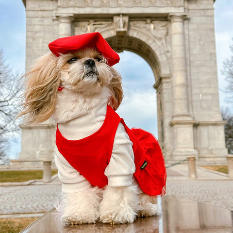 Stylish Shih Tzu in sweater and dress
