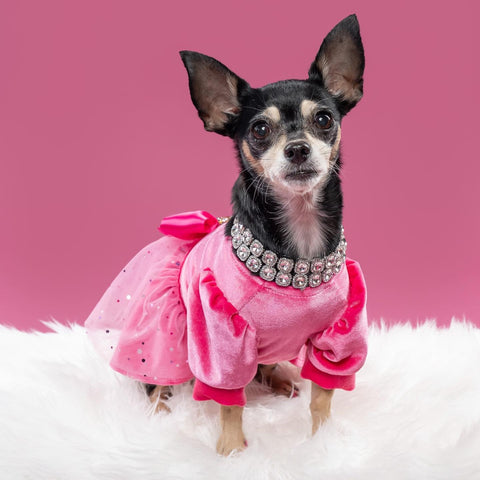 Chihuahua in elegant pink dress