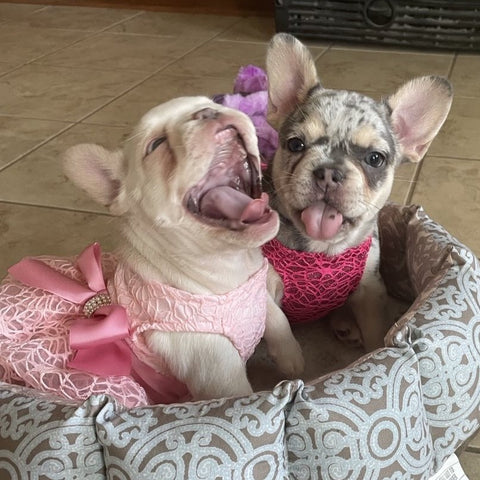 Frenchie puppies in matching dresses