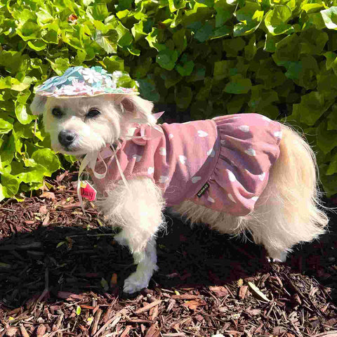Doggy in pinky dress