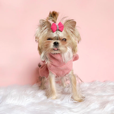 Morkie puppy in cute dress