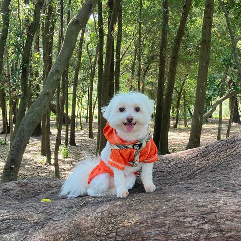 Cutie in Vibrant Athleisure Outfit