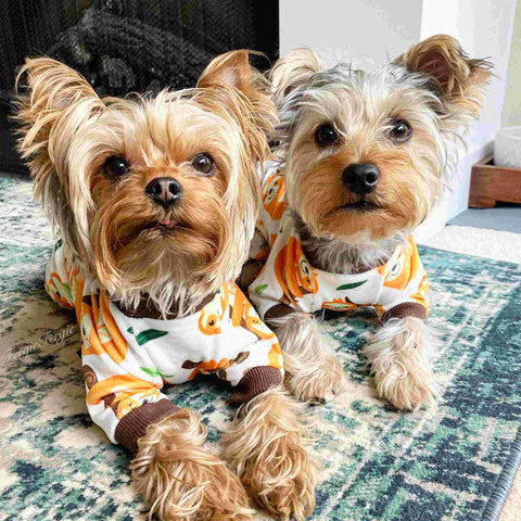 Yorkie brothers in matching dog pajamas