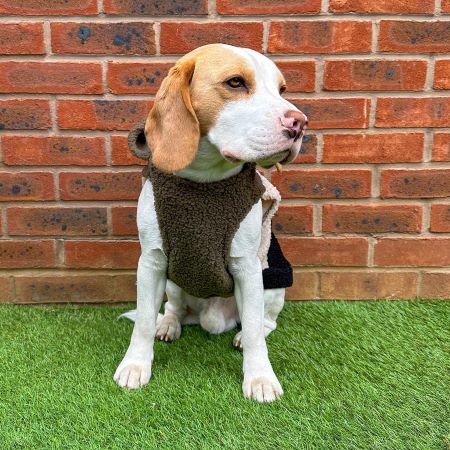 Beagle Dog Clothes - Sherpa Dog Hoodies - Fitwarm
