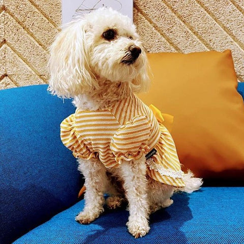 Maltipoo in a yellow striped sundress