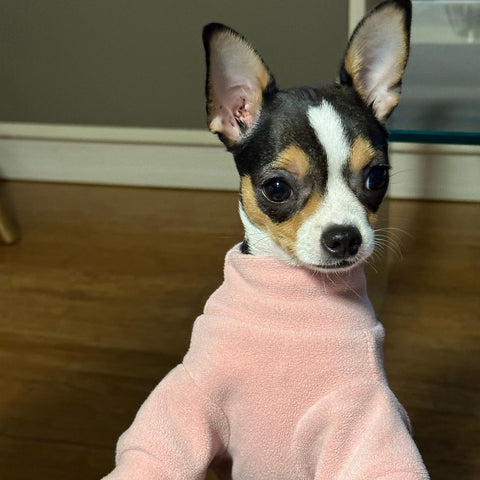 Chihuahua in a pinky sweater
