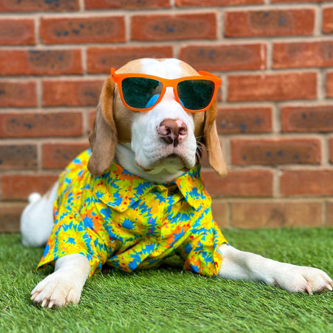 Cute dog in a Hawaiian shirt