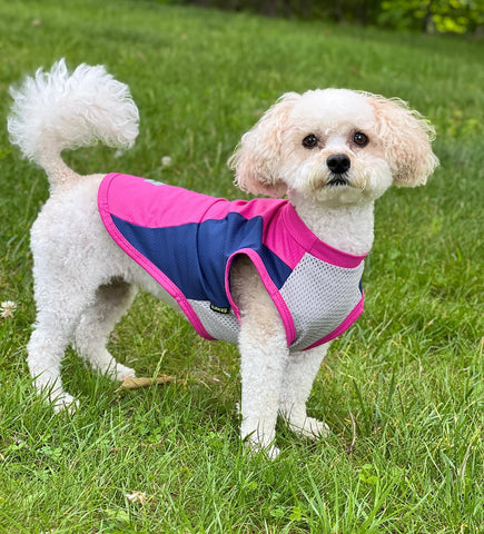 Cute dog in a sun protection shirt