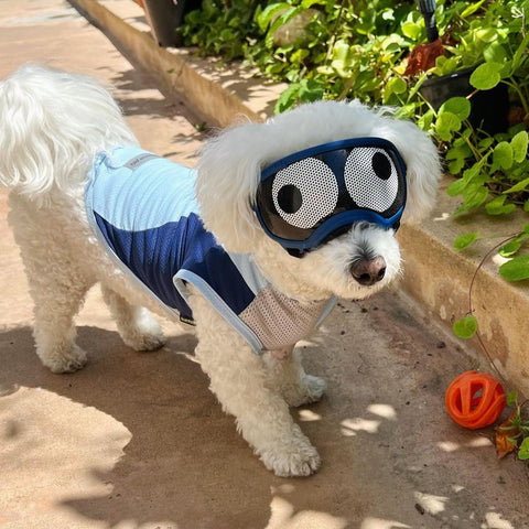 Dog enjoying the sun in a dog cooling vest
