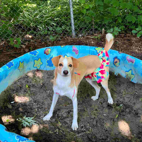 Cute dog in a tie-dye bikini