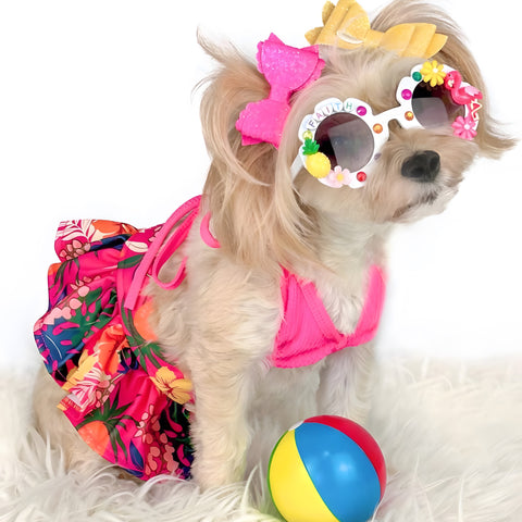 Morkie in a beautiful floral bikini set