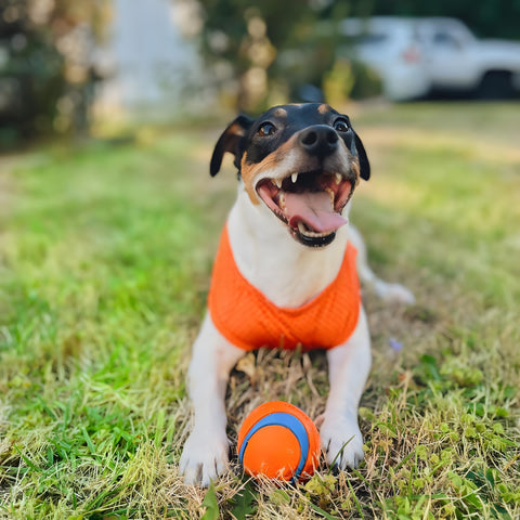 Jack Russell enjoying outdoors in sun protection tee