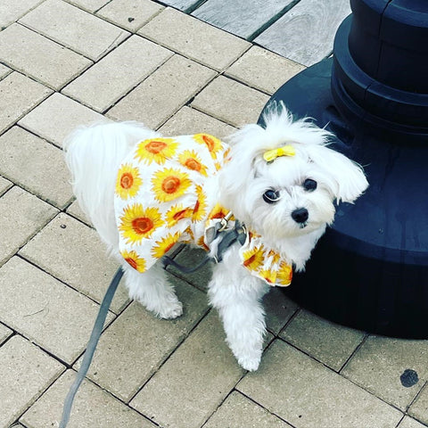 Maltese walking in a stunning summer sundress