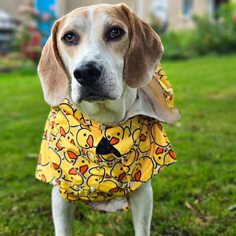 Beagle in a ducky dog raincoat