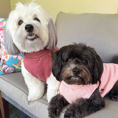 Cute dogs in matching dog shirts