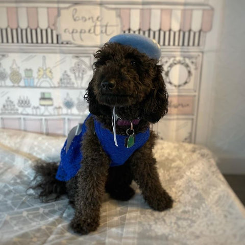 Poodle Dress - Dog Dresses - Fitwarm