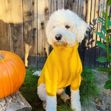 Dog Sweater - Thanksgiving Dog Sweater - Fitwarm