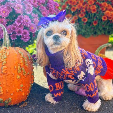 Dog Sweater - Dog Halloween Costume - Fitwarm