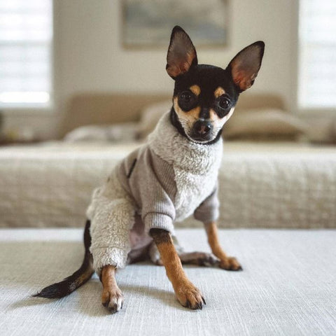 Min Pin Clothes - Dog Pajamas - Fitwarm