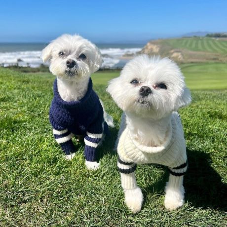Maltese Dog Clothes - Dog Sweaters - Fitwarm