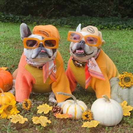 Dog Thanksgiving Outfit - French Bulldog Clothes - Fitwarm