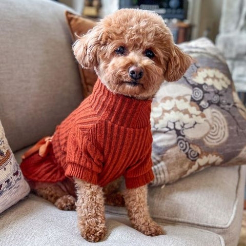 Dog Sweater - Poodle Clothes - Fitwarm