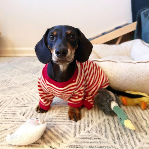 Dachshund Pajamas - Dog Pajamas - Fitwarm