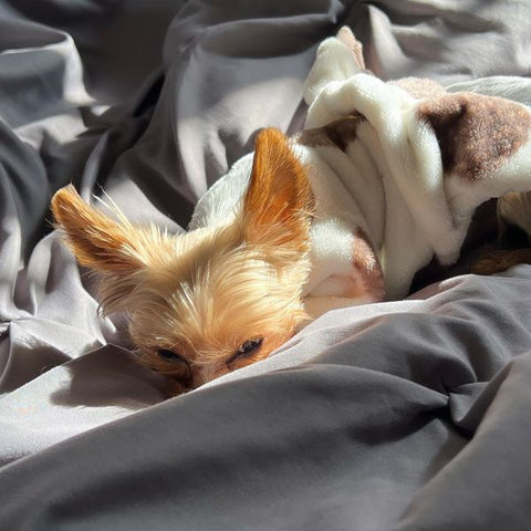 Yorkie Pajamas - Dog Pajamas - Fitwarm
