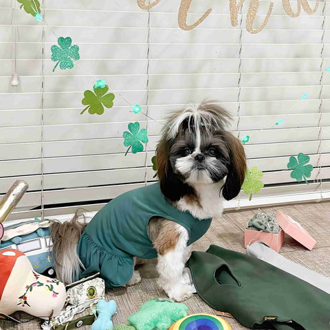 Shih Tzu in a pretty dress