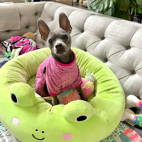 Dog Pajamas - Small Dog Clothes - Fitwarm