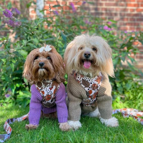 Poodle Sweater - Dog Turtleneck Sweater