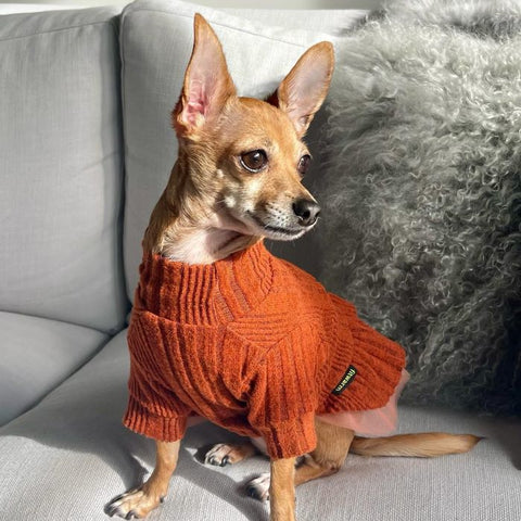 Süßer Hund in einem eng anliegenden Pulloverkleid