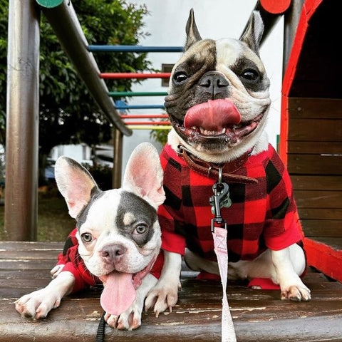 Französische Bulldoggen im Büffelkarierten Hundepyjama