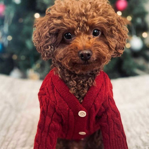 Pudel in einem roten Cardigan-Hundepullover